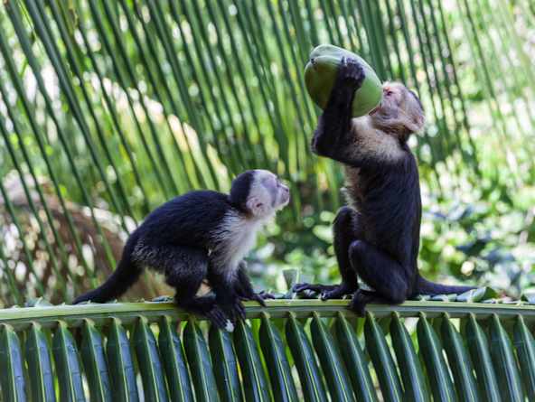 Manuel Antonio National Park